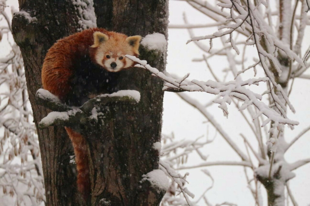 U Zoološkom vrtu Grada Zagrebu do kraja veljače održavat će se Egzotične subote - 7