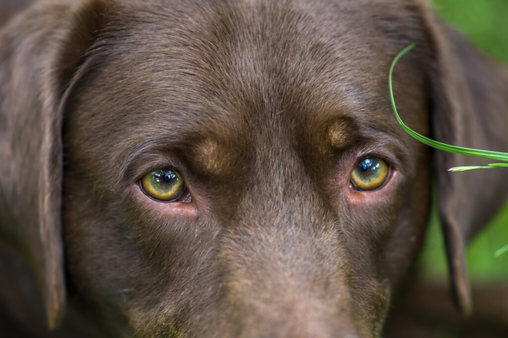 Pas sa zelenim očima