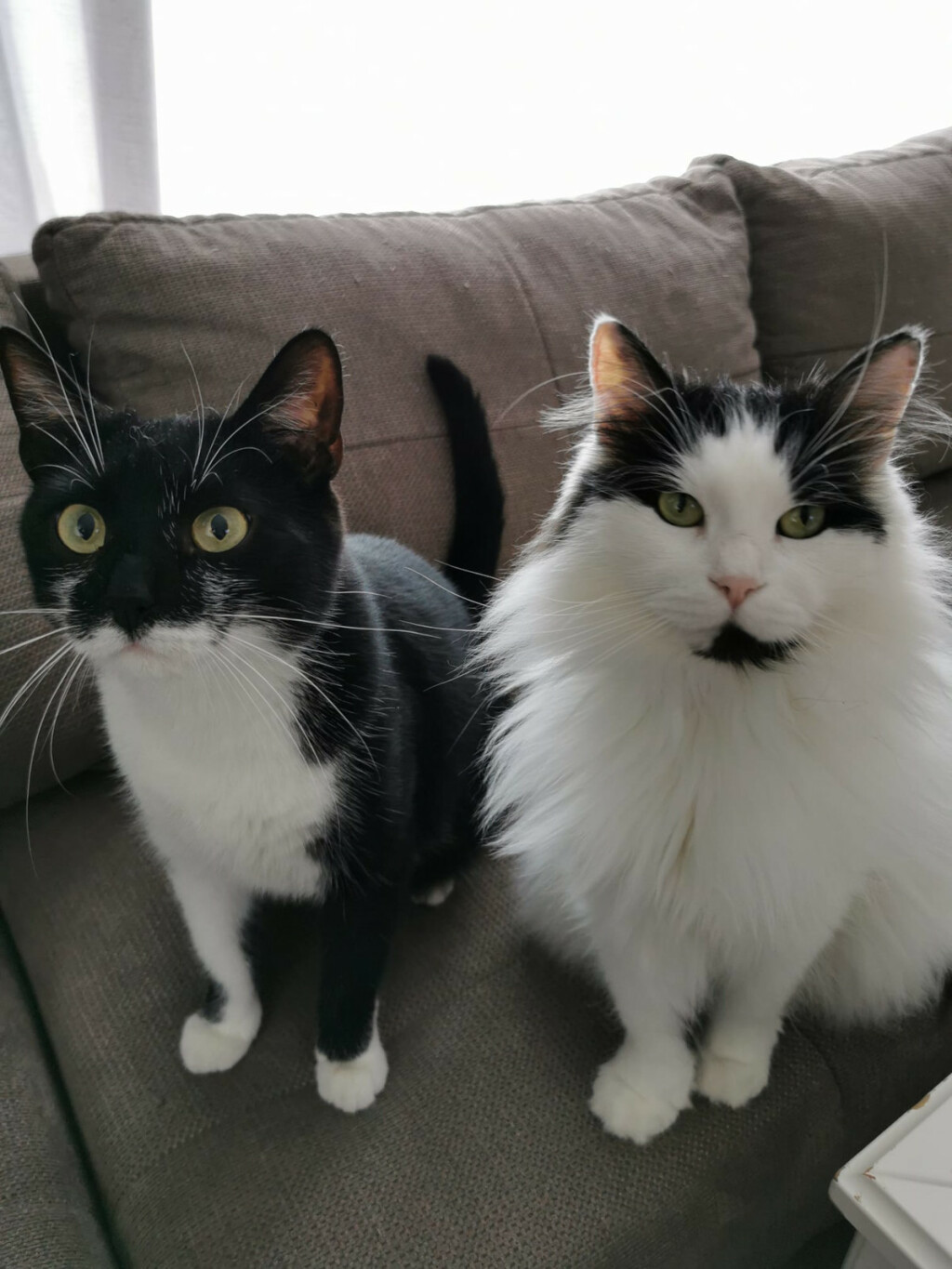 Čunki i King Arthur