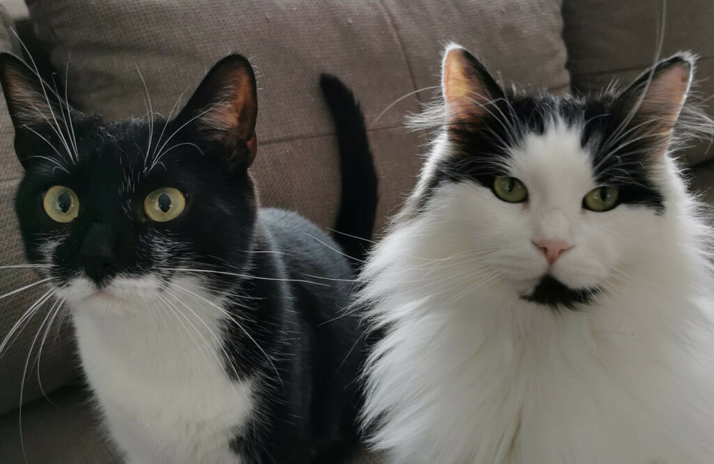 Čunki i King Arthur