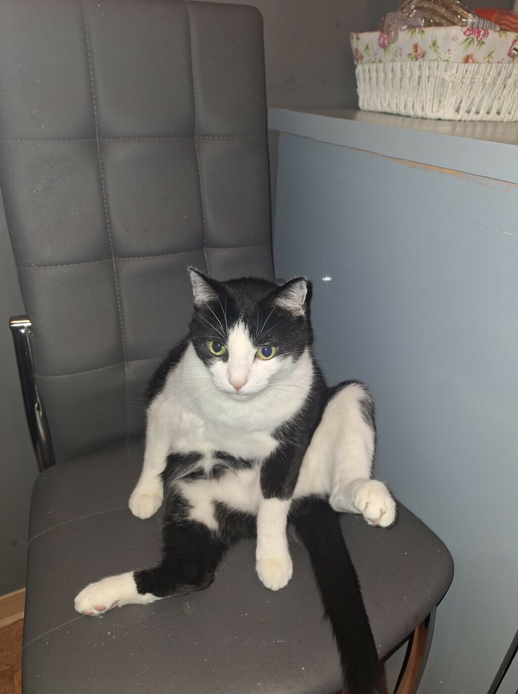 Crno-bijela maca naše čitateljice