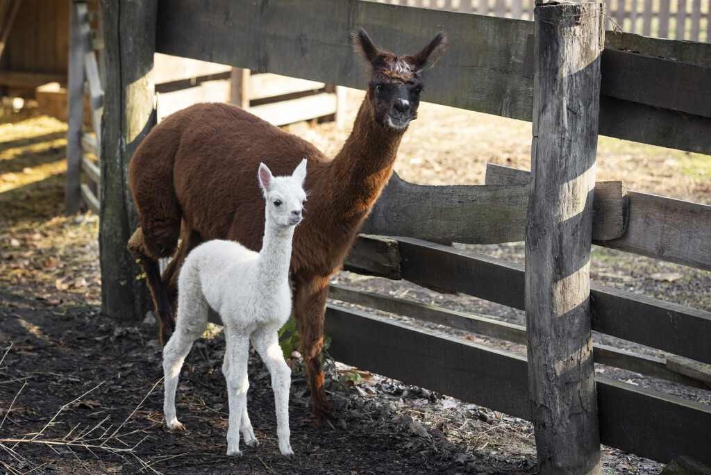 Beba alpaka došla je na svijet u osječkom zoološkom vrtu - 1