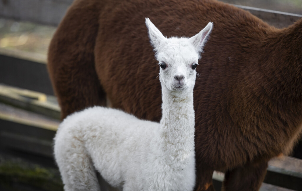 Beba alpaka došla je na svijet u osječkom zoološkom vrtu - 6
