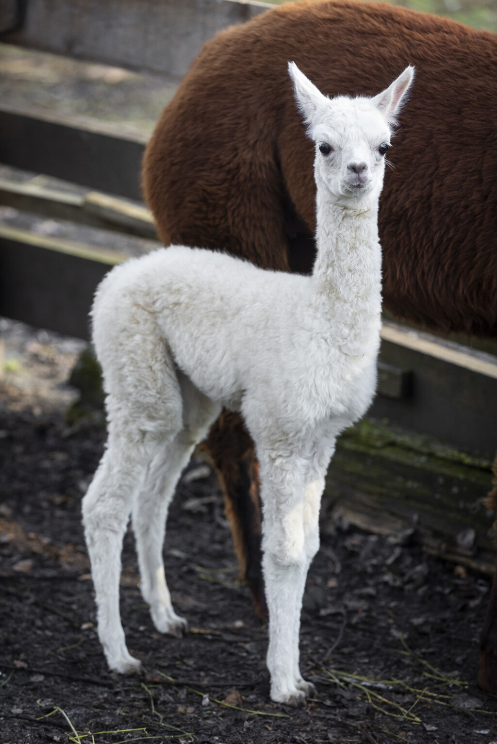 Beba alpaka došla je na svijet u osječkom zoološkom vrtu - 8