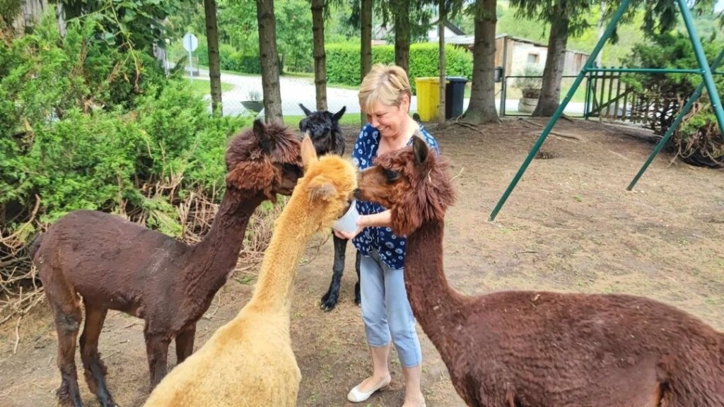 Alpake su vrlo umiljate životinje