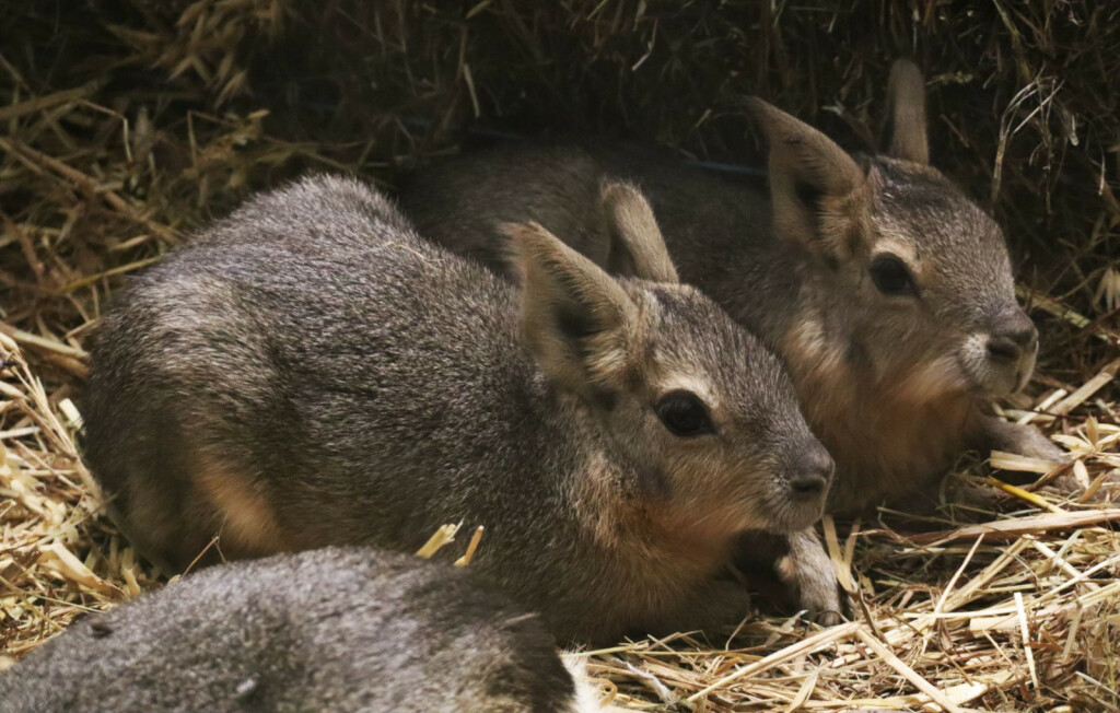 Mladunci mara iz zoo vrta Zagreb lijepo napreduju - 2