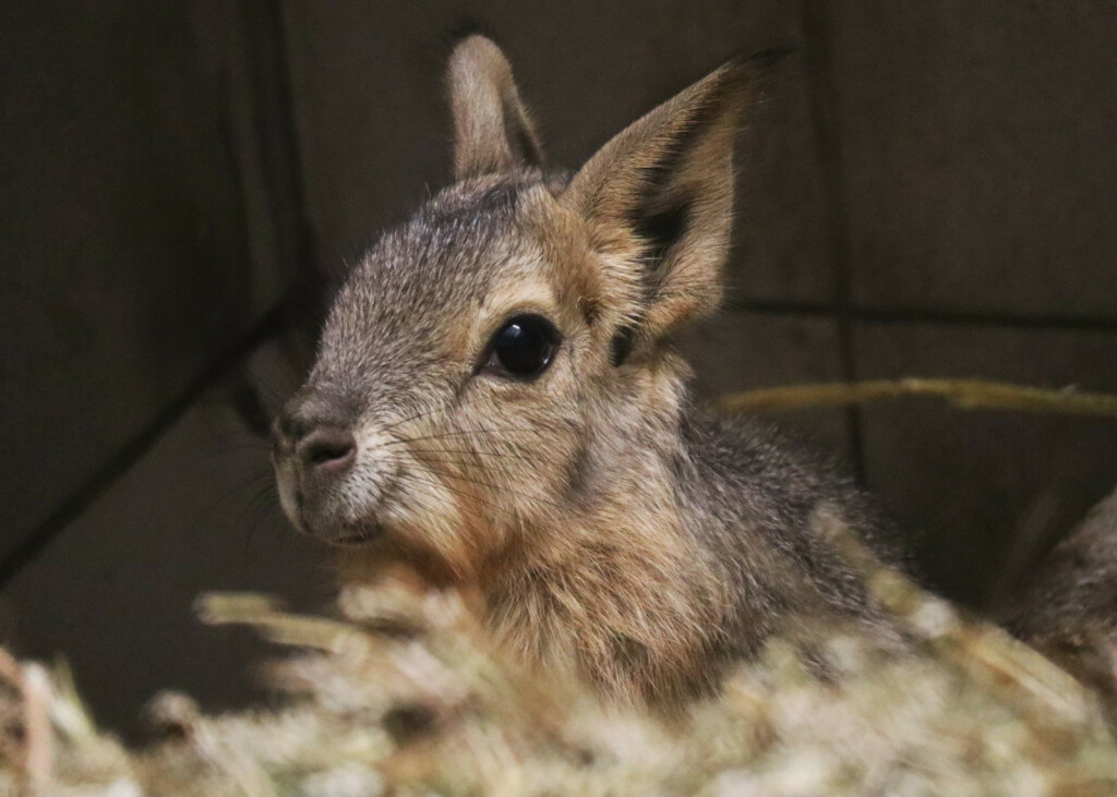 Mladunci mara iz zoo vrta Zagreb lijepo napreduju - 3