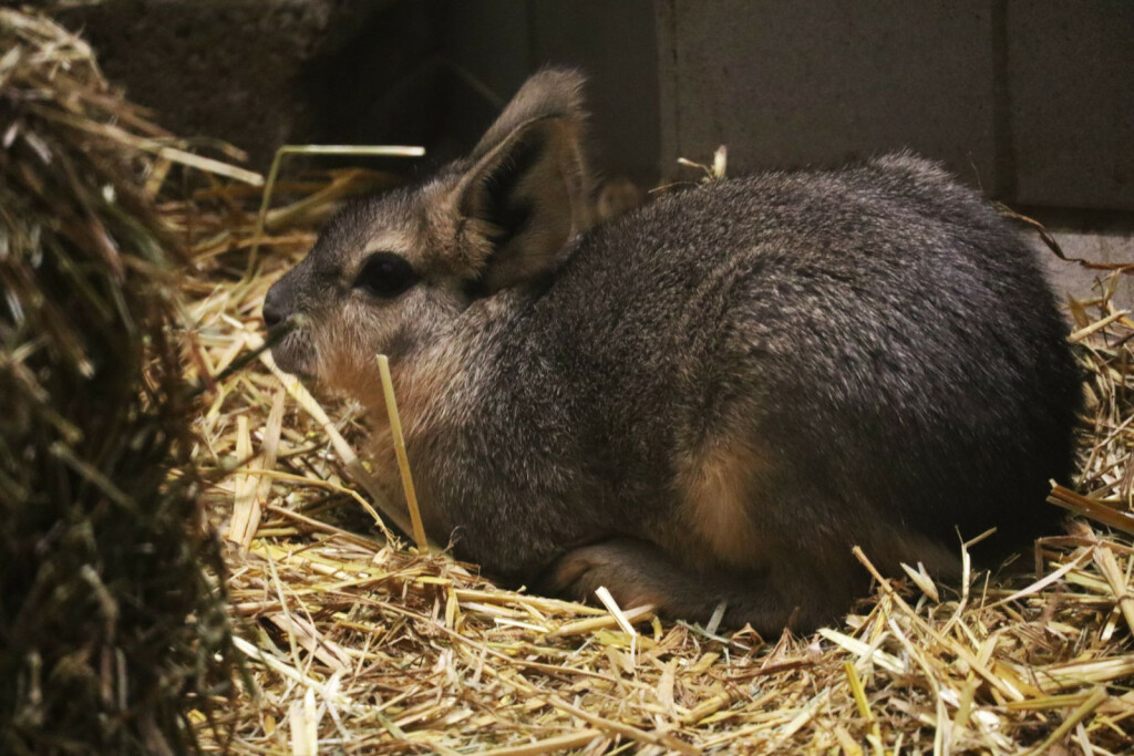 Mladunci mara iz zoo vrta Zagreb lijepo napreduju - 4