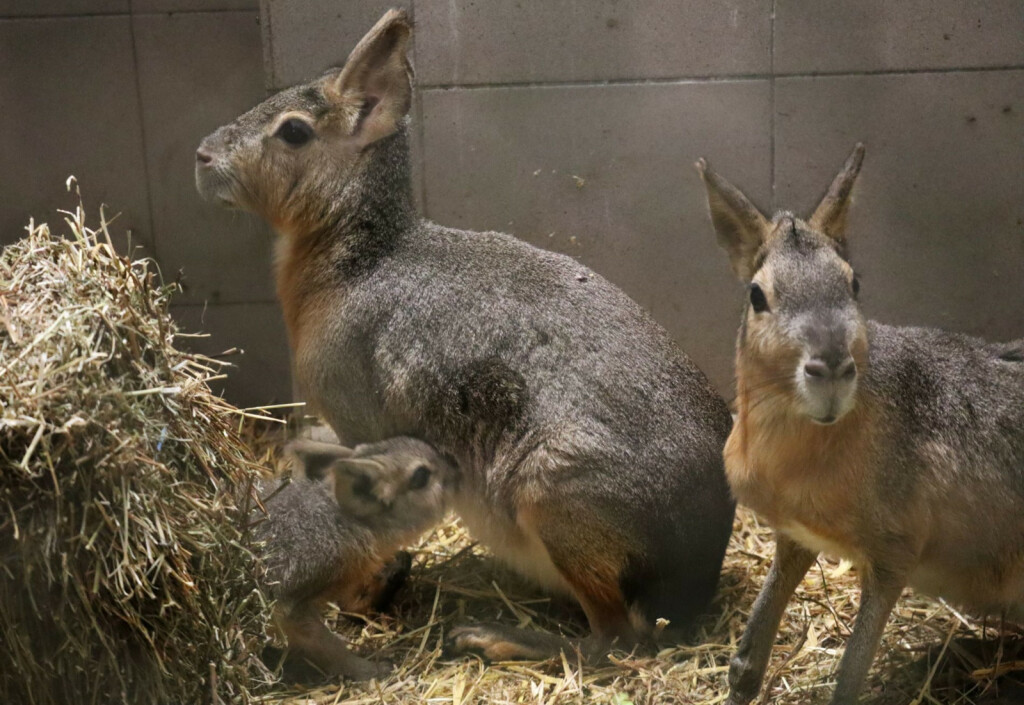 Mladunci mara iz zoo vrta Zagreb lijepo napreduju - 6