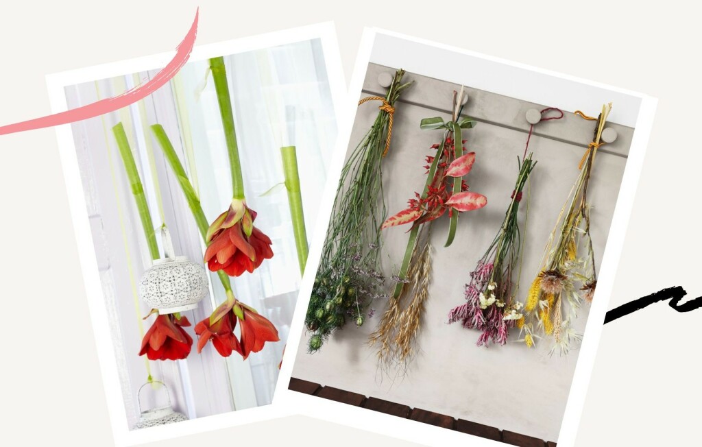 Cvijeće koje visi je divan ukras doma