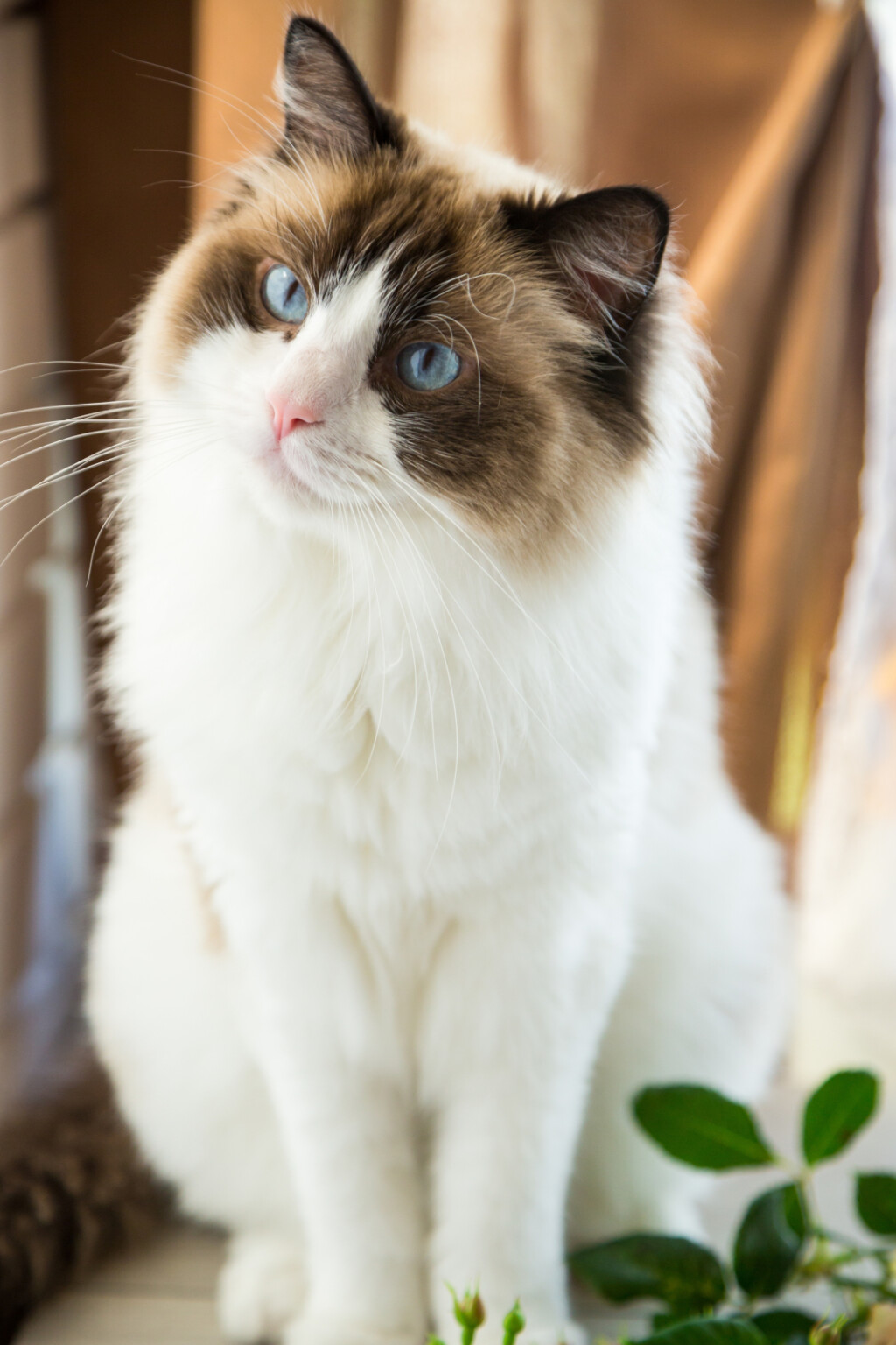 Ragdoll