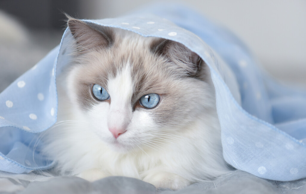 Ragdoll je maca čarobnih plavih očiju