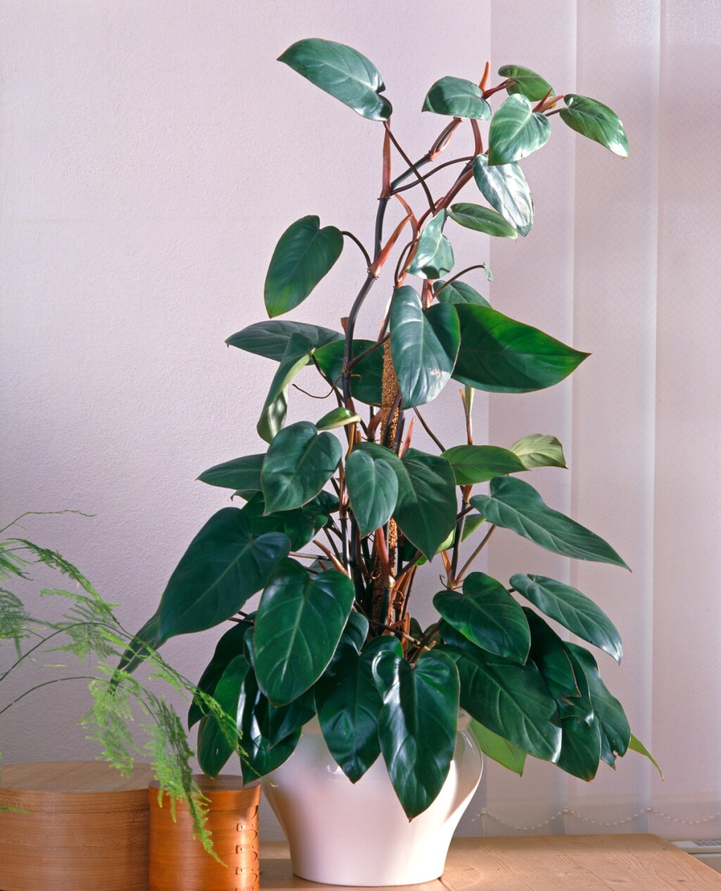 Filodendron