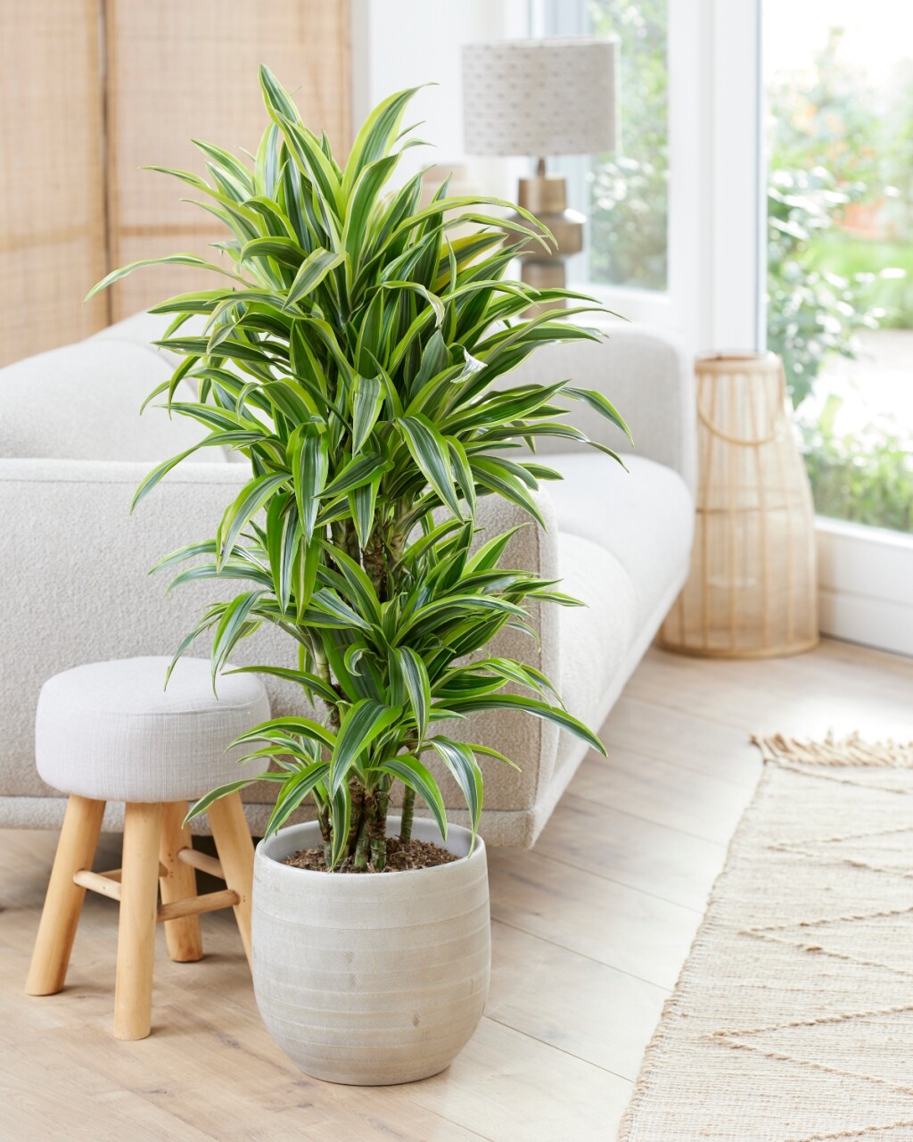 Dracena