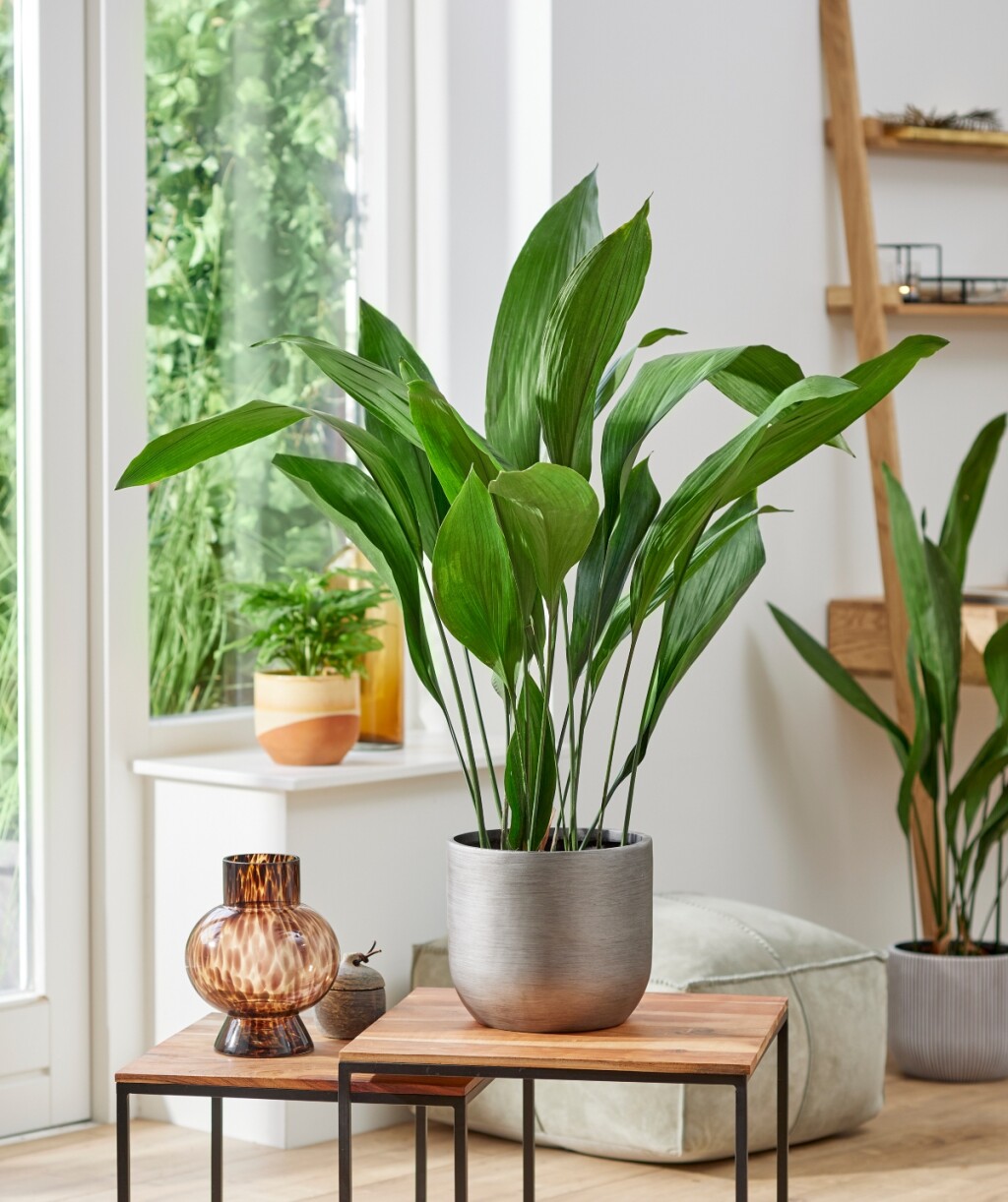 Aspidistra