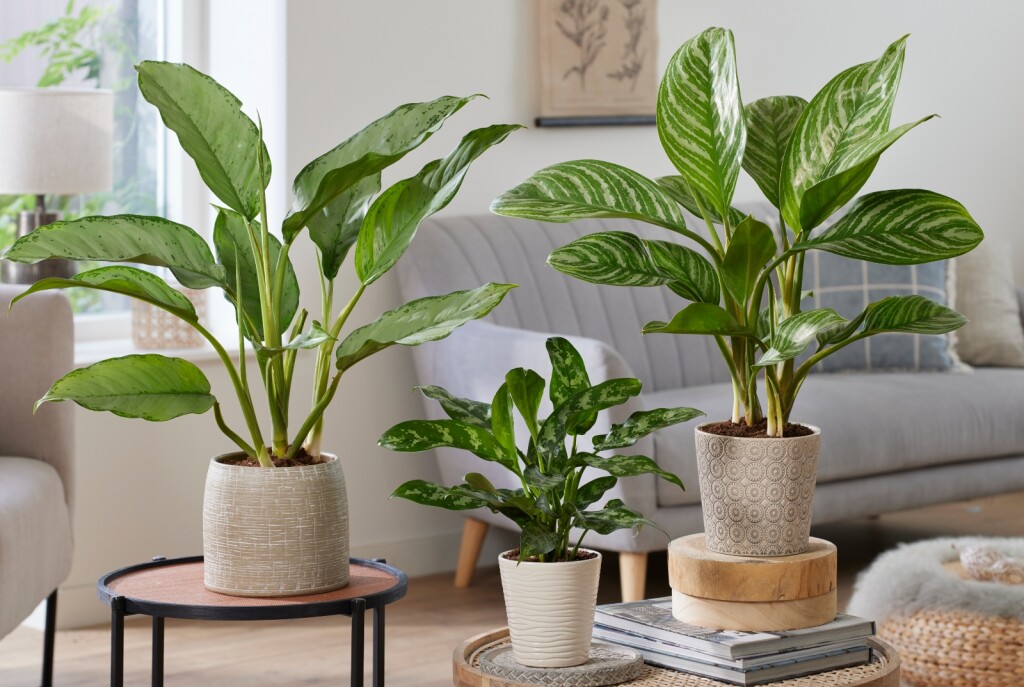 Neke biljke doista su spas za sve koji nemaju vremena