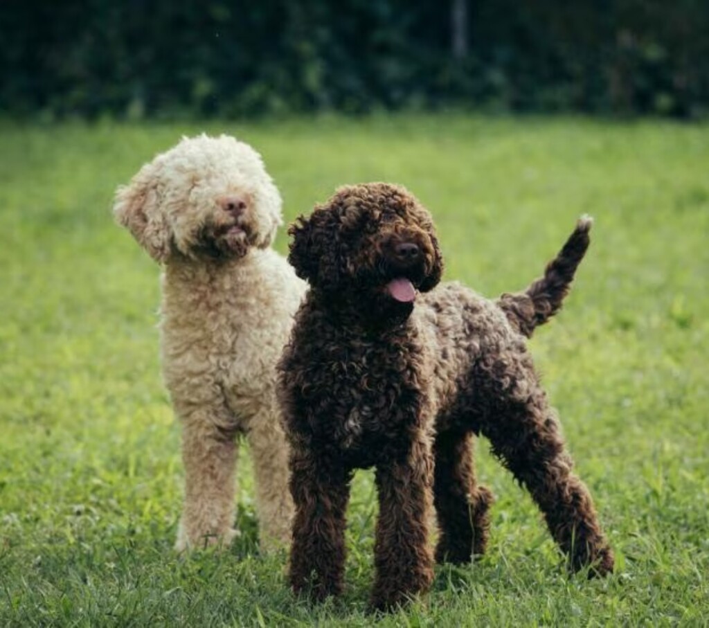 Lagotto romagnolo