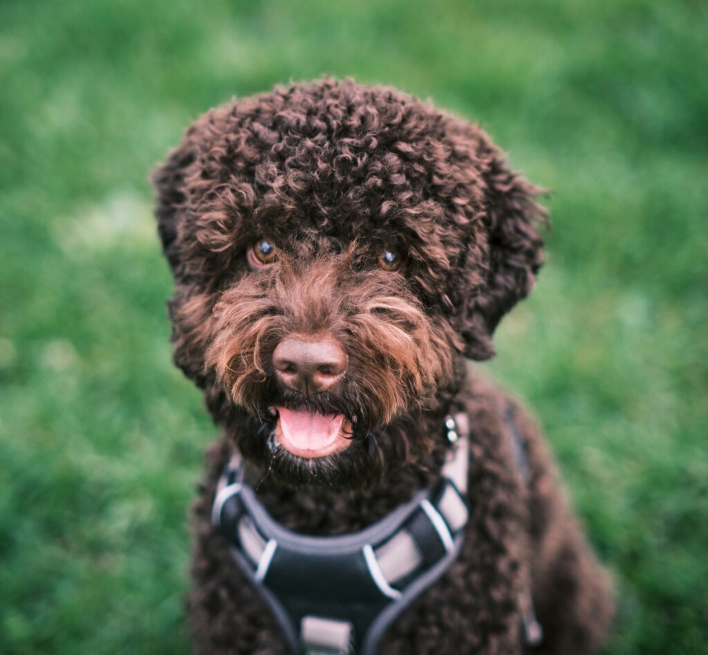 Lagotto romagnolo