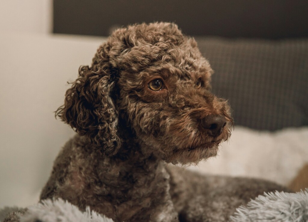 Lagotto romagnolo