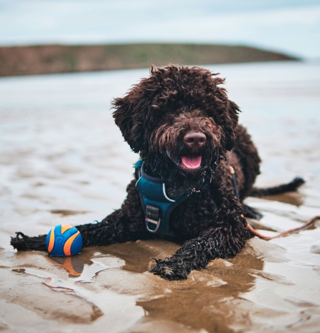 Lagotto romagnolo