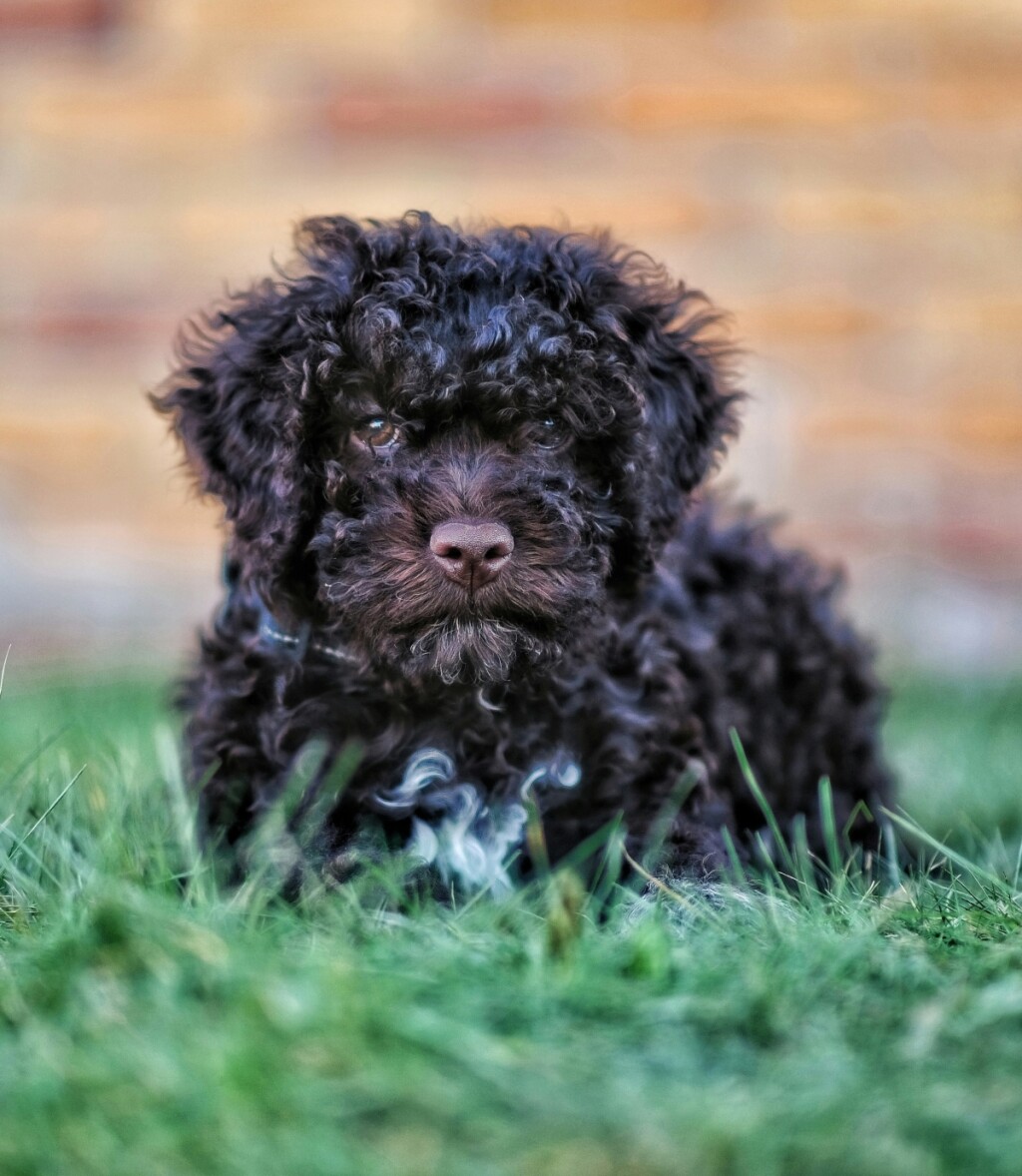 Lagotto romagnolo