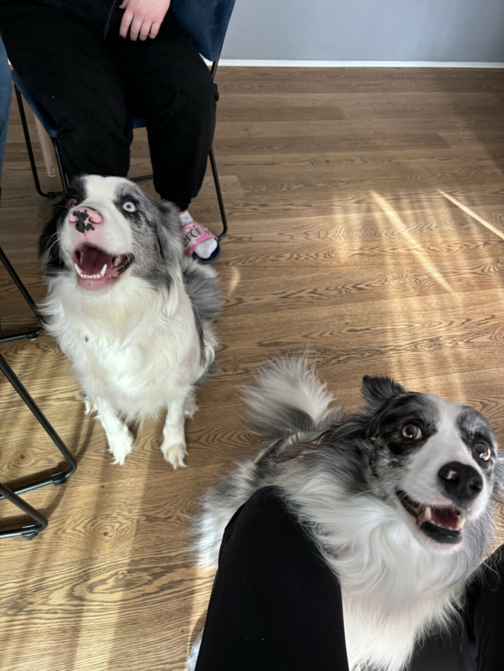 Blue je odmah predivno prihvatila svoje nove ljude i pseće društvo, kao i oni nju