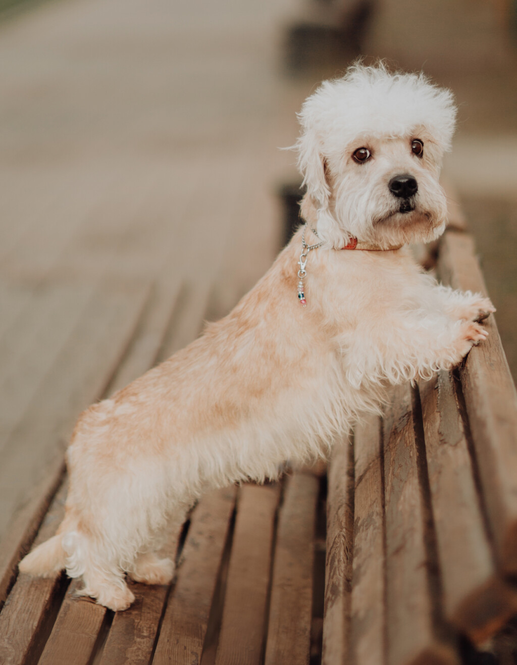 Dandie dinmont terijer