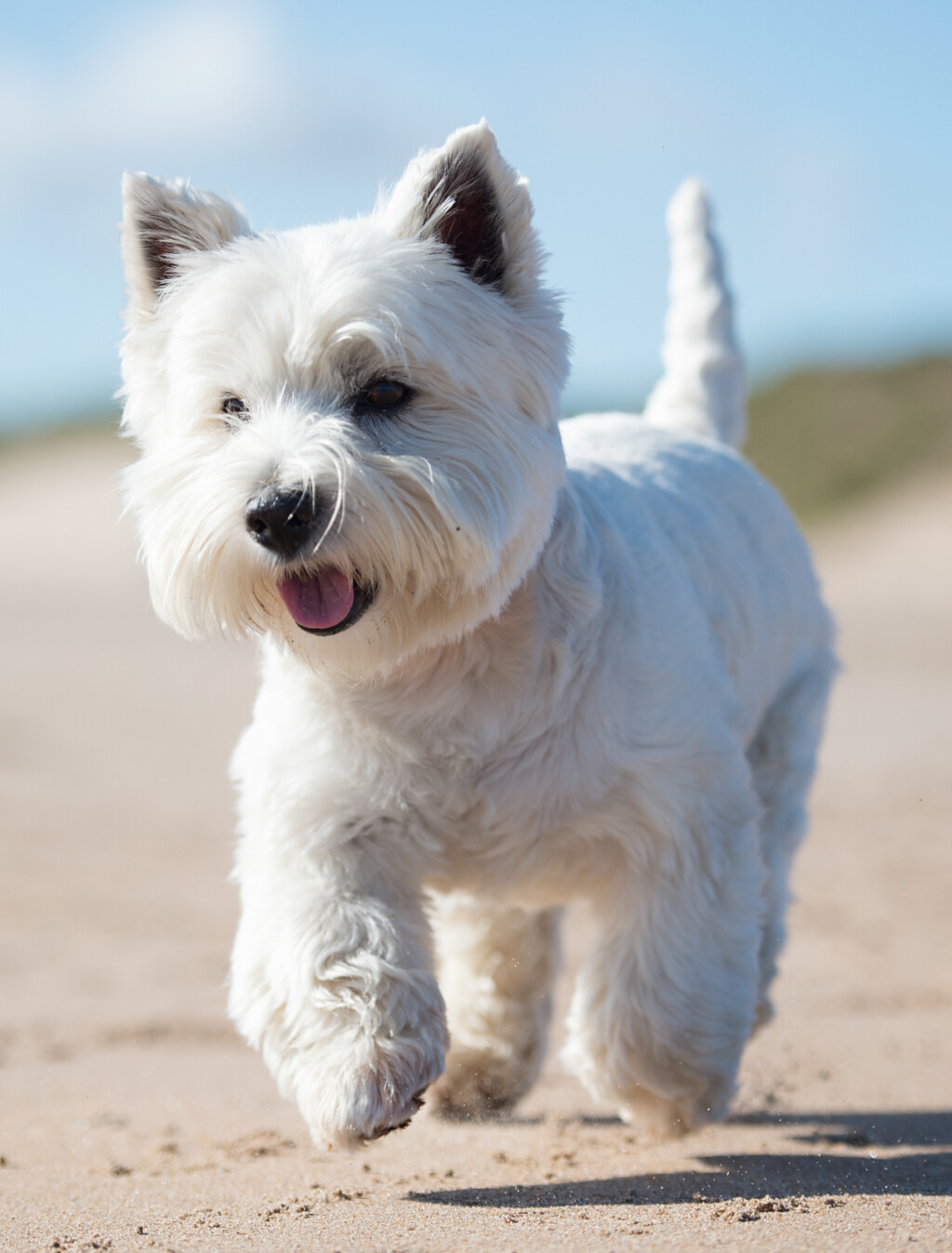 Zapadnoškotski bijeli terijer (Westie)