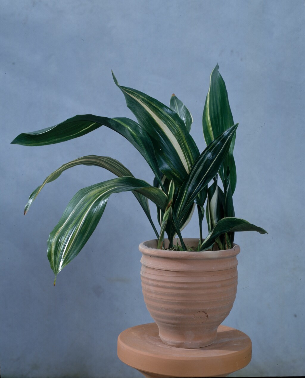 Aspidistra