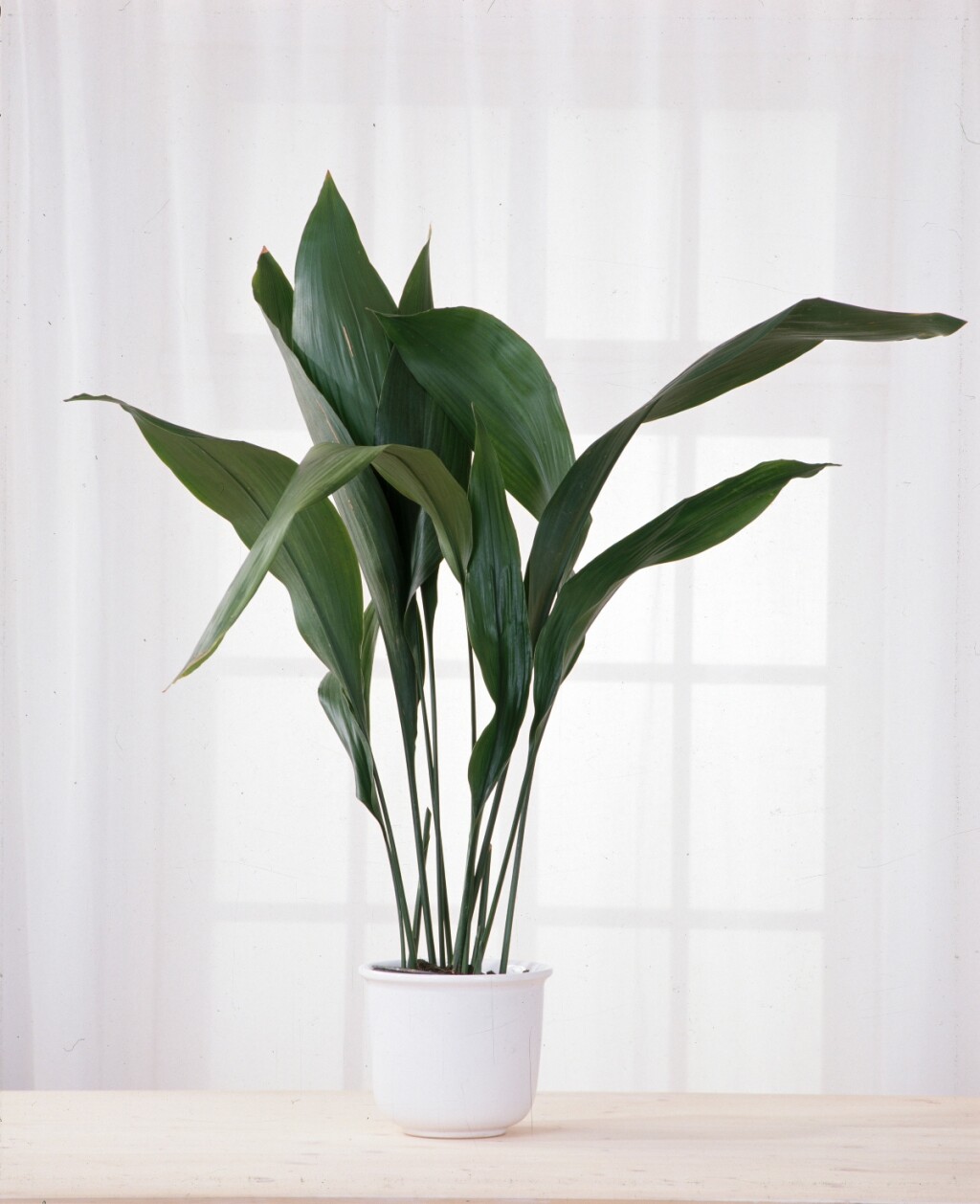 Aspidistra