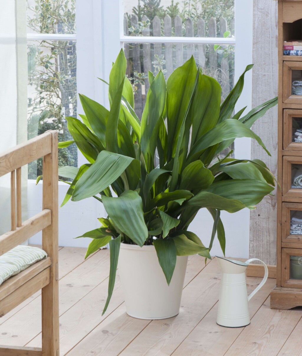 Aspidistra