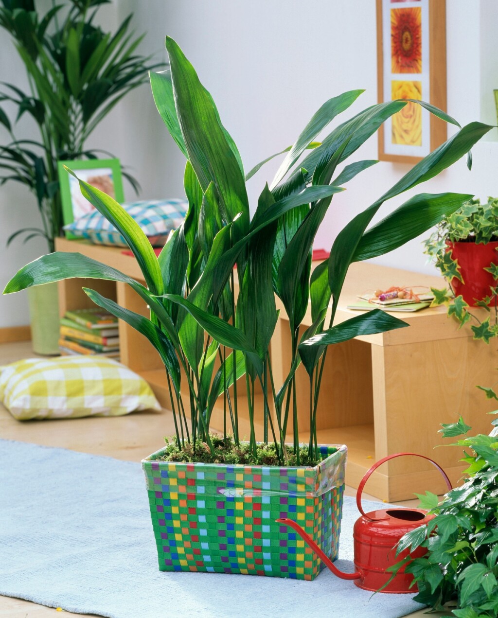 Aspidistra