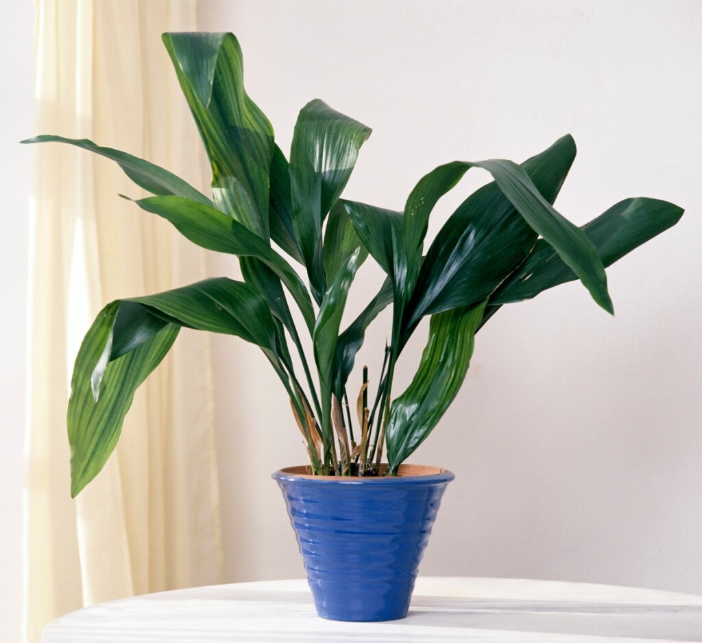 Aspidistra