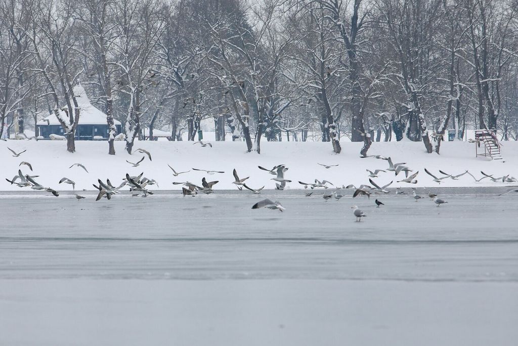 Zaleđeno jezero Jarun - 18