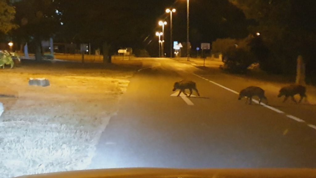 Divljač na cesti - 3