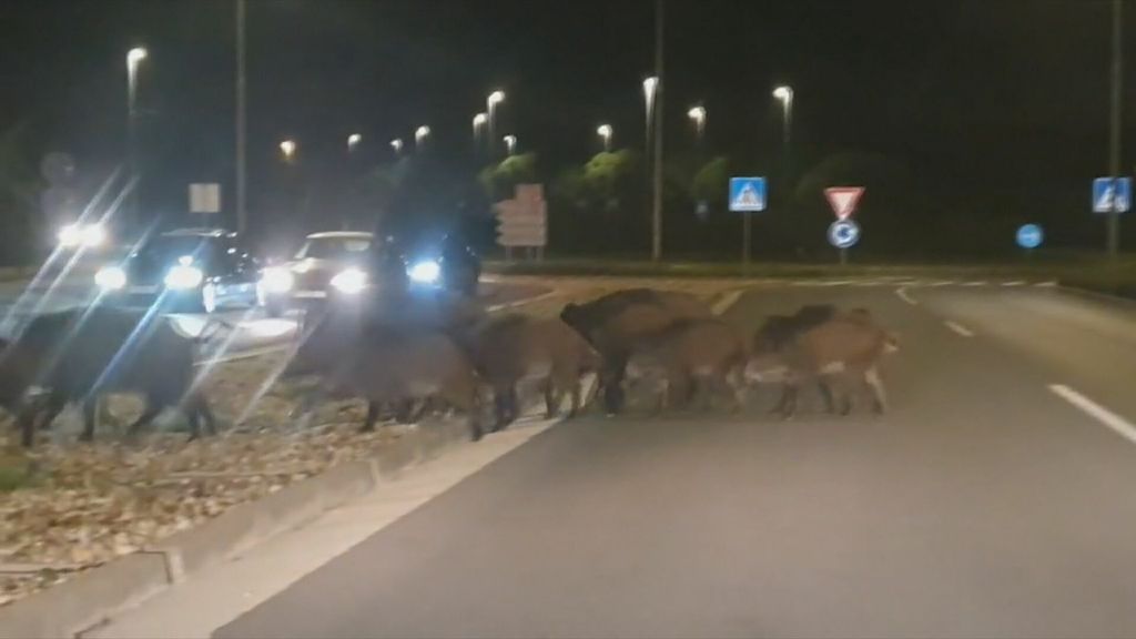 Divljač na cesti - 3