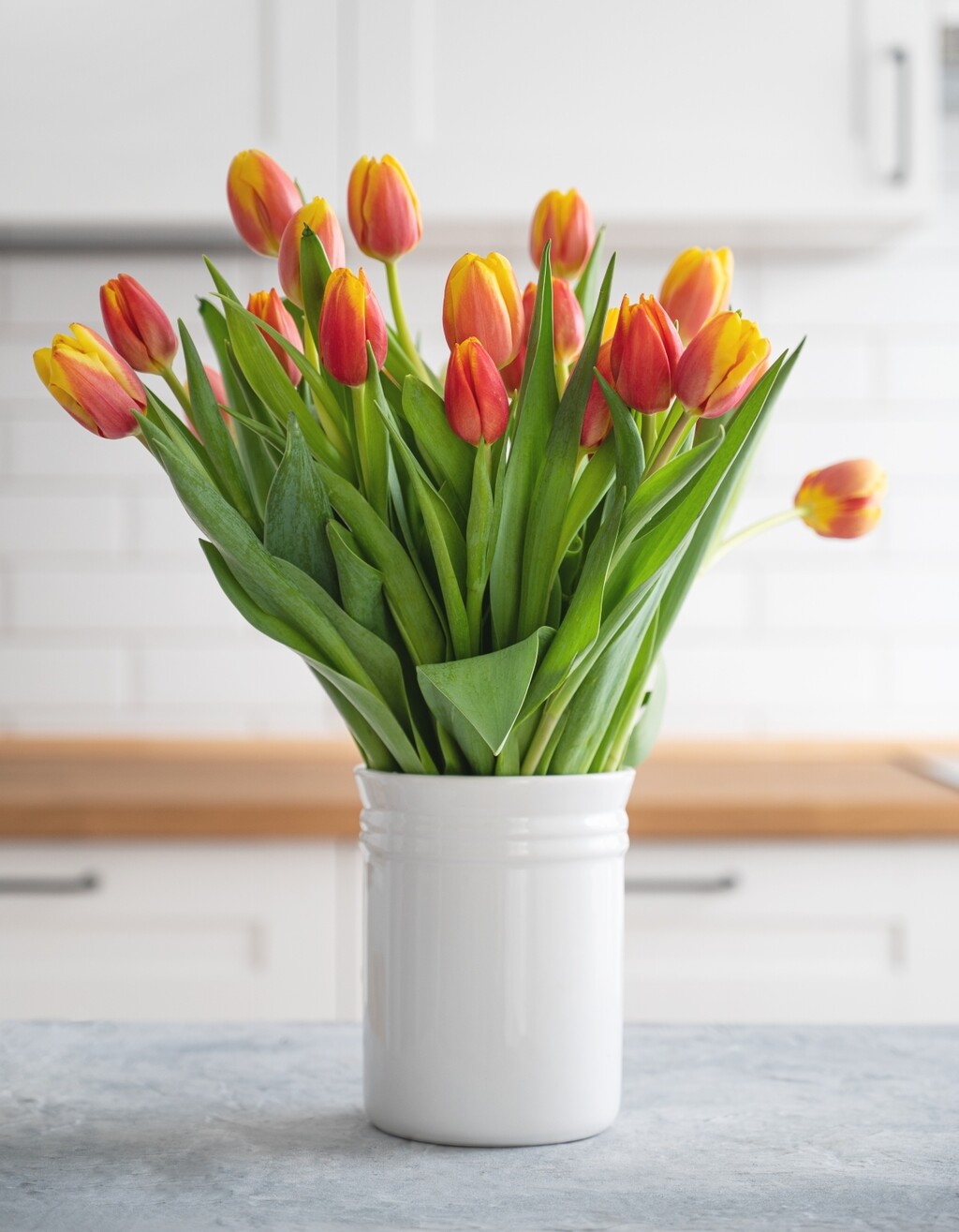 Tulipani