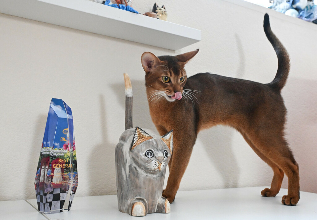 Abesinske mačke izrazito su inteligentne, znatiželjne i razigrane