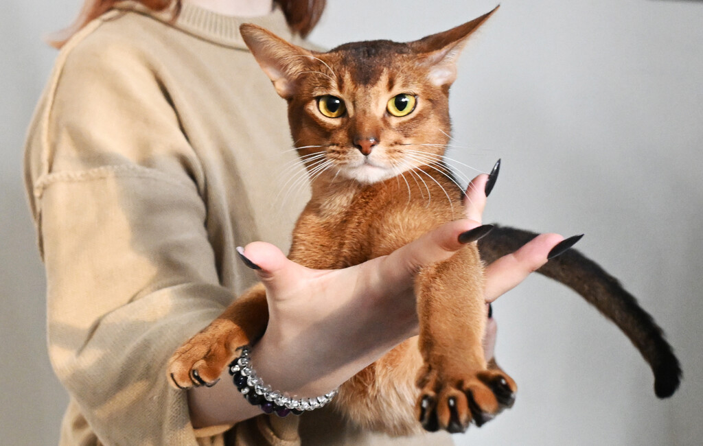 Abesinska mačka Darlen Fleur Dalmore Black proglašena je najljepšom mačkom na svijetu - 5