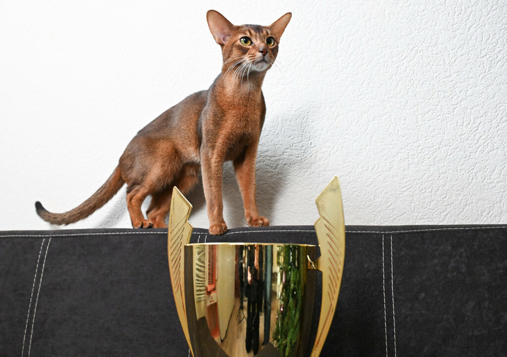 Abesinska mačka Darlen Fleur Dalmore Black proglašena je najljepšom mačkom na svijetu - 7