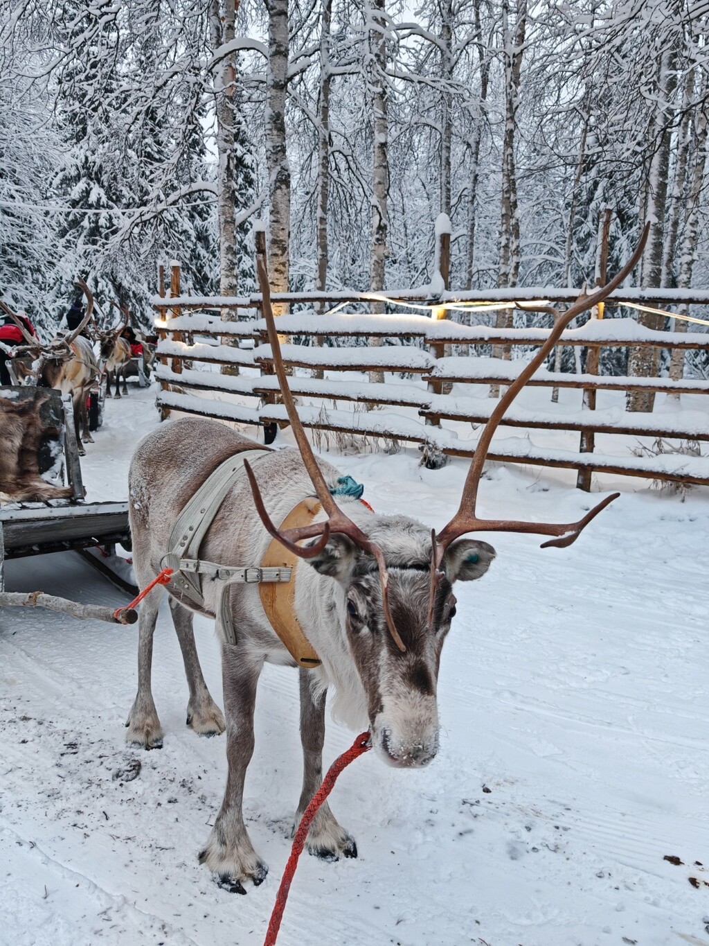 Putovanje u Laponiju - 10