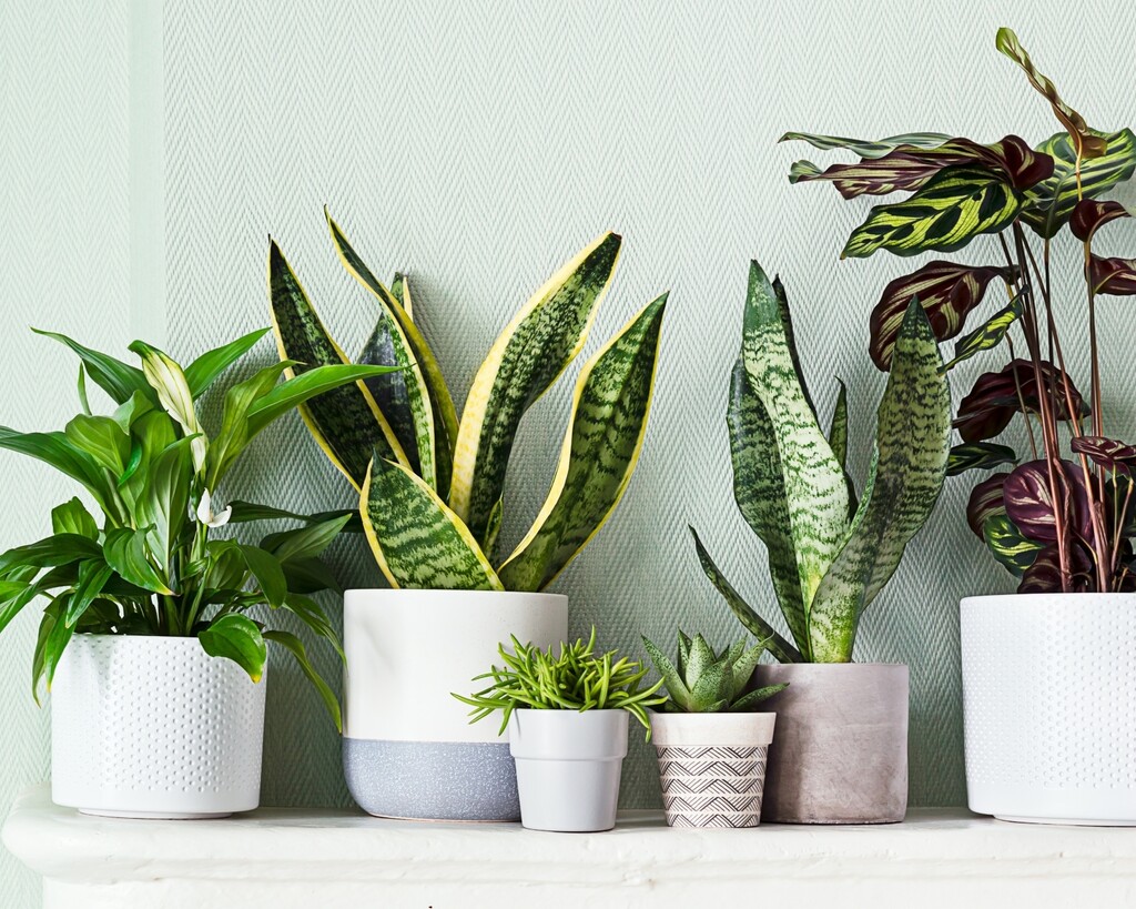 Neke biljke trebaju malo drugačiju njegu