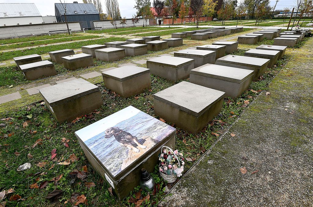 Groblje kućnih ljubimaca - 15