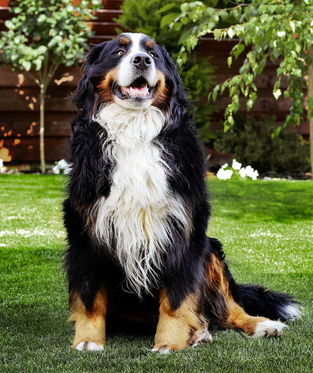 Bernski planinski pas