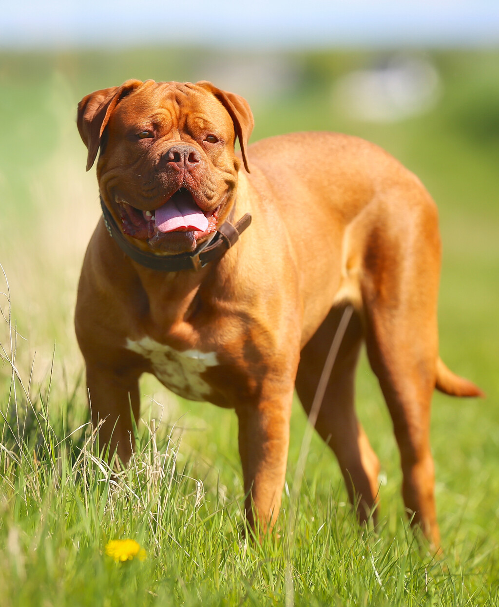 Bordoška doga (francuski mastif)