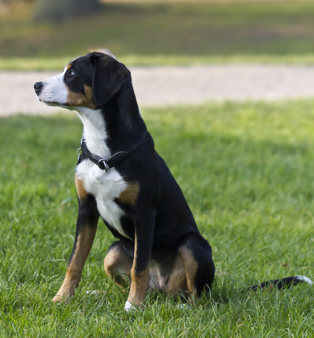 Veliki švicarski planinski pas