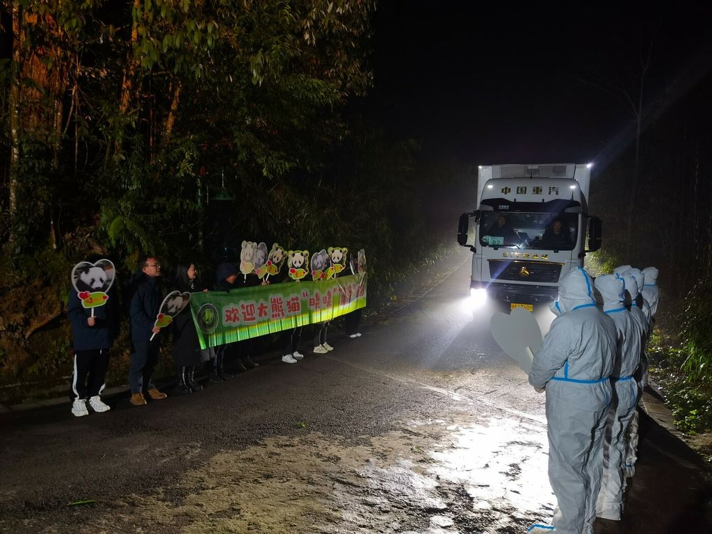 Seljenje pandi iz Japana u Kinu - 2