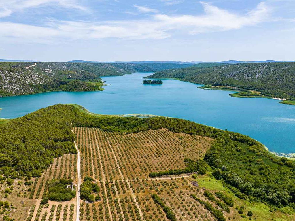 Zavirili smo u maslinik uz Krku s 4500 stabala: Priča o obitelji, ljubavi i maslinovom ulju