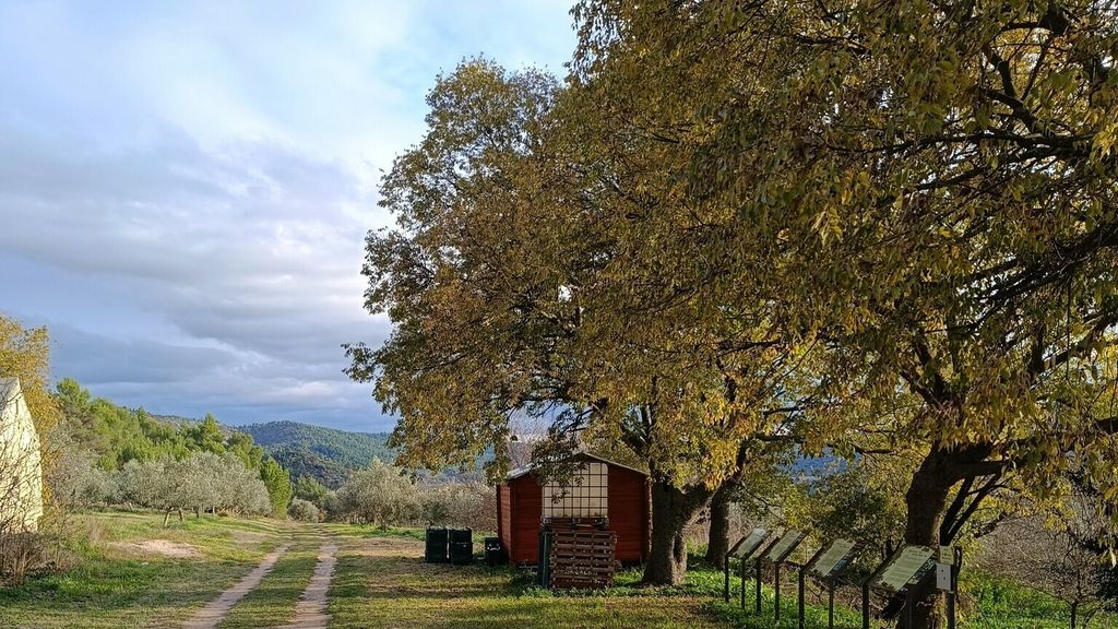 Zavirili smo u maslinik uz Krku s 4500 stabala: Priča o obitelji, ljubavi i maslinovom ulju