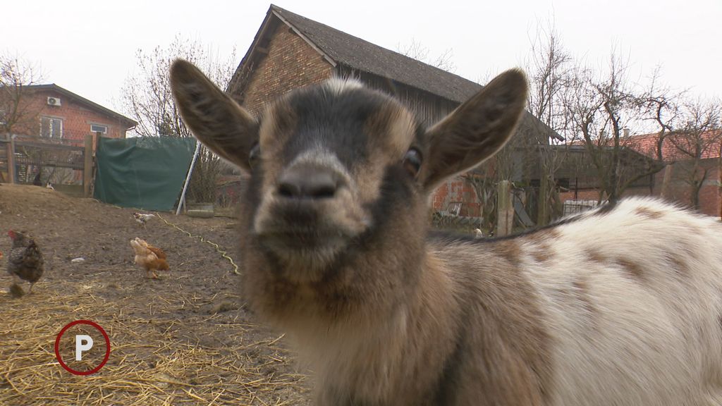 Provjereno: Obitelj Hrast - 1